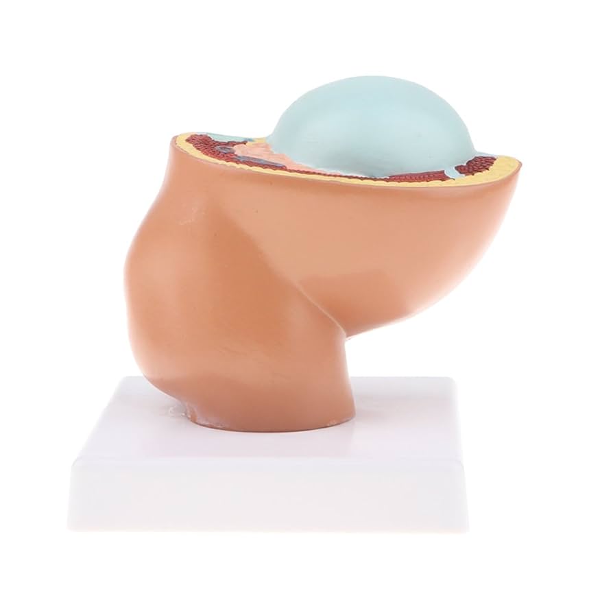 PNATOMY 胎児模型 約15cm PNATOMY 胎児模型 約15cm